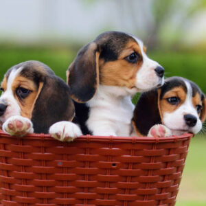 Begal Puppy