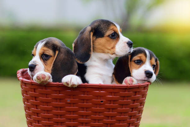 Begal Puppy