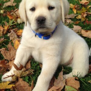Labrador Pups