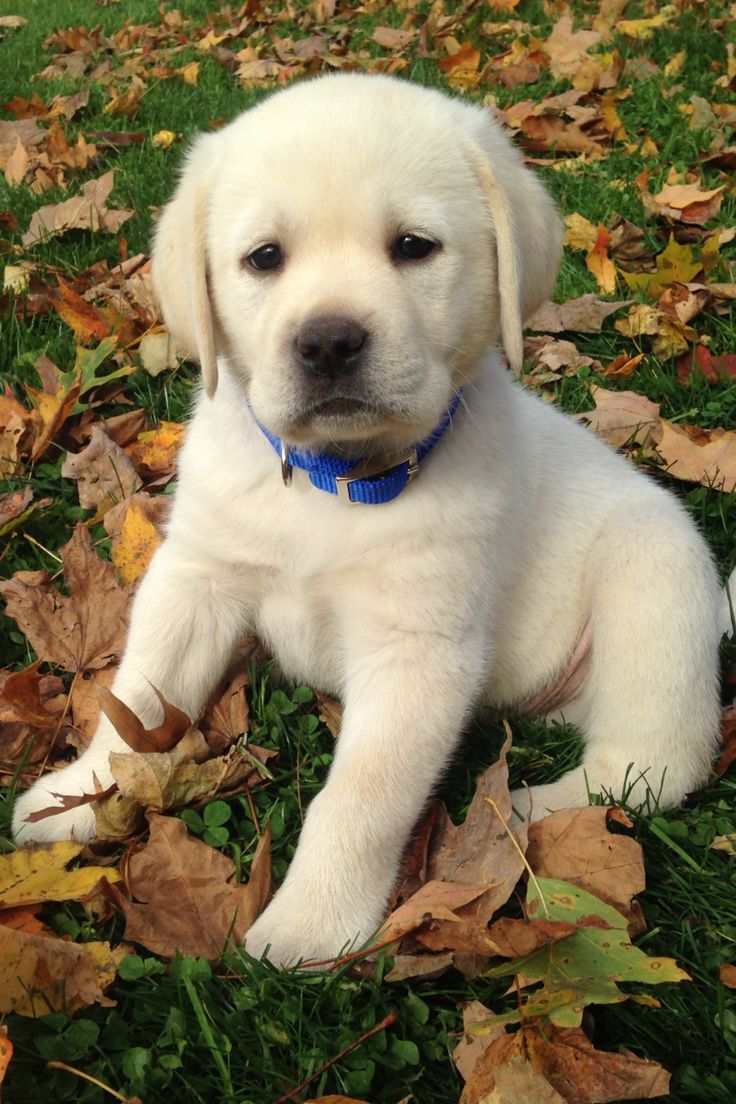 Labrador Pups