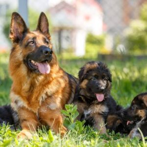 German Shepherd Dog